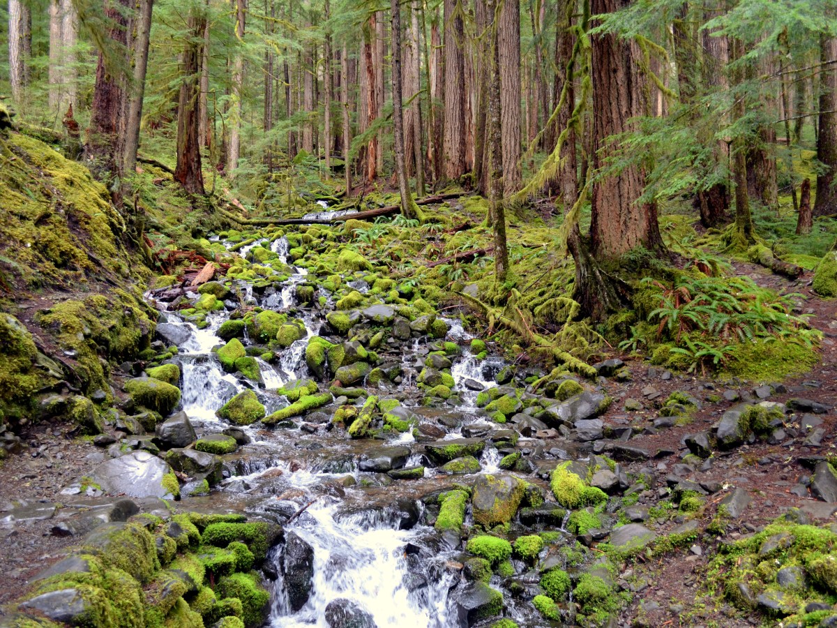 Olympic National Park, Day 1: Port Angeles, Marymere Falls and Sul Doc&nbsp;Falls