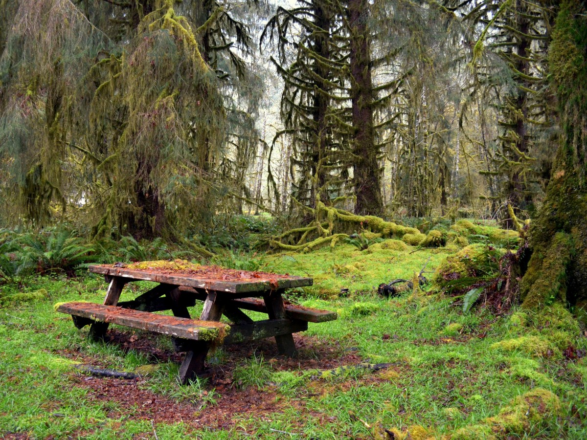 Olympic National Park, Day Two: Hoh Rainforest and Ruby&nbsp;Beach