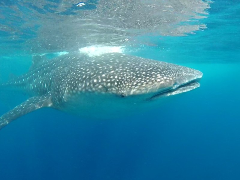 What No One Tells You About Swimming With Whale&nbsp;Sharks
