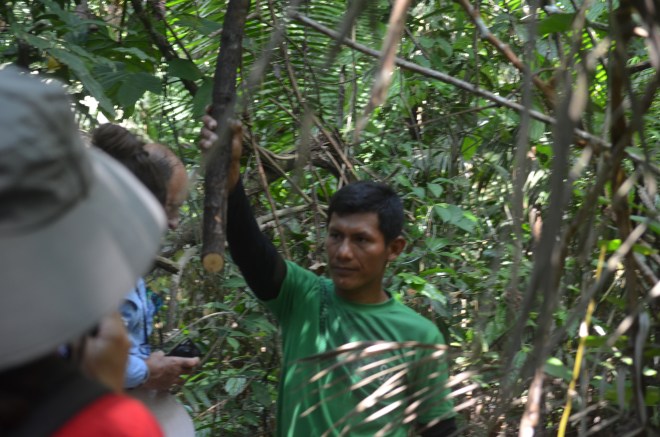 Tree roots that produced water when cut