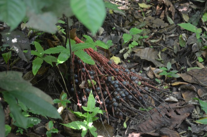 The fruit that caused the whole ordeal