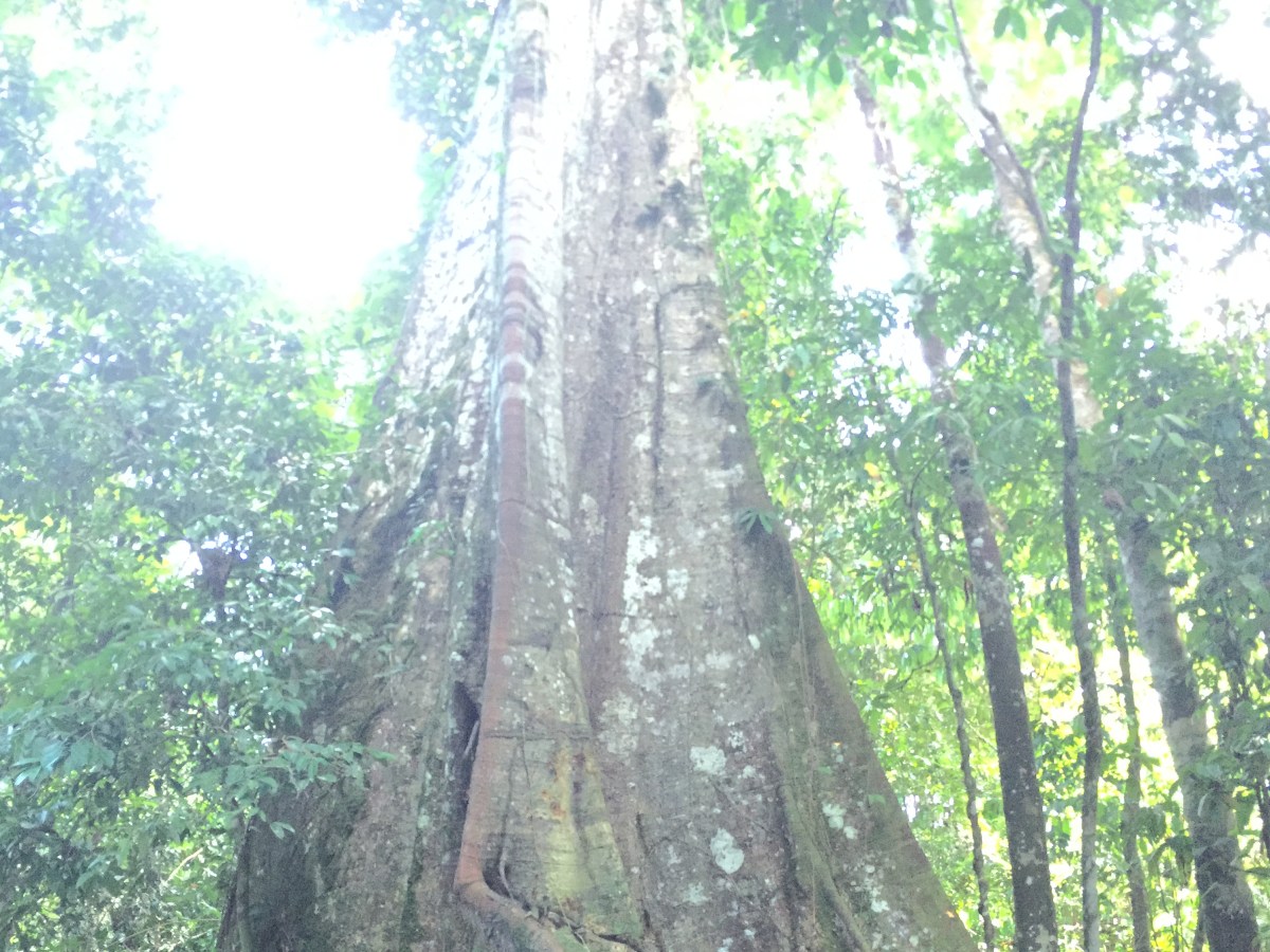 Amazon Jungle Tour: Part&nbsp;III