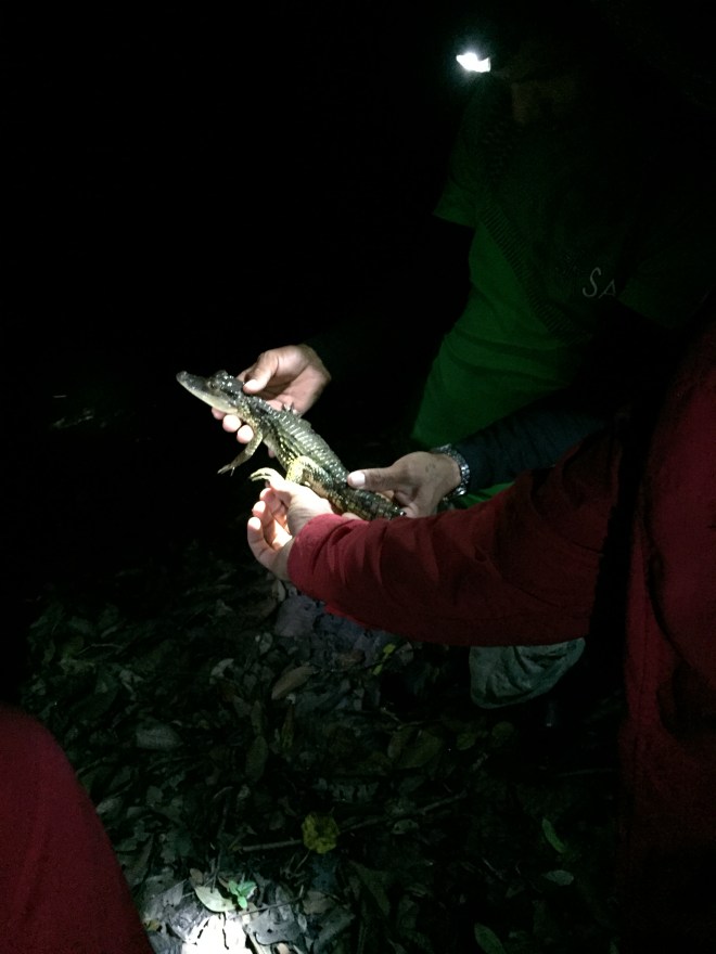 Cayman that Tony spotted by a flashlight catching its eyes