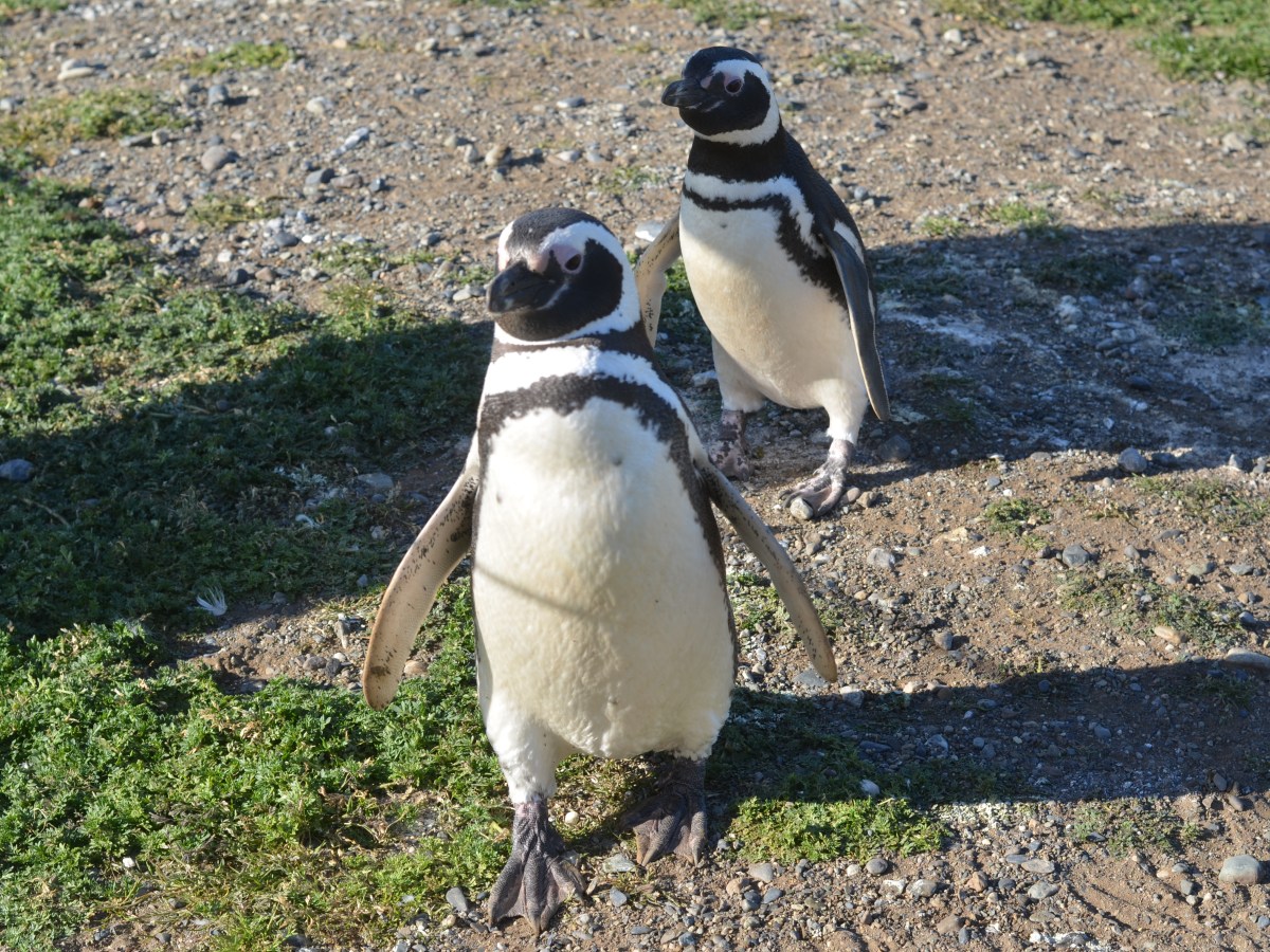 Penguin Colony on Isla&nbsp;Magdalena